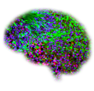 Organoid technology for personalized treatments